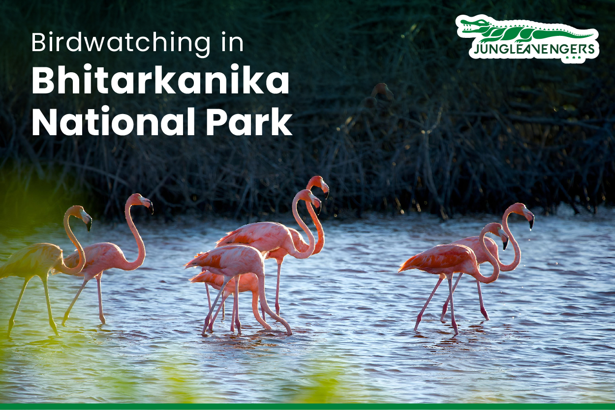 Birdwatching in Bhitarkanika National Park