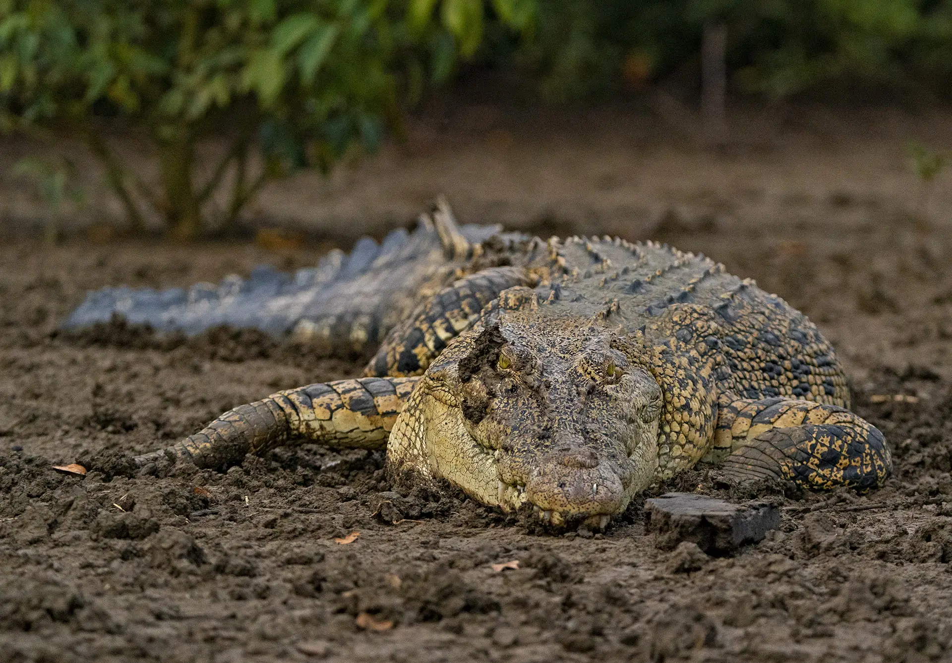 Bhitarkanika National Park