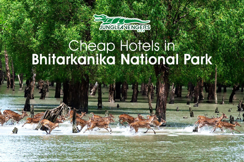 Cheap Hotels in Bhitarkanika National Park