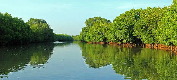 list of mangrove forest in india