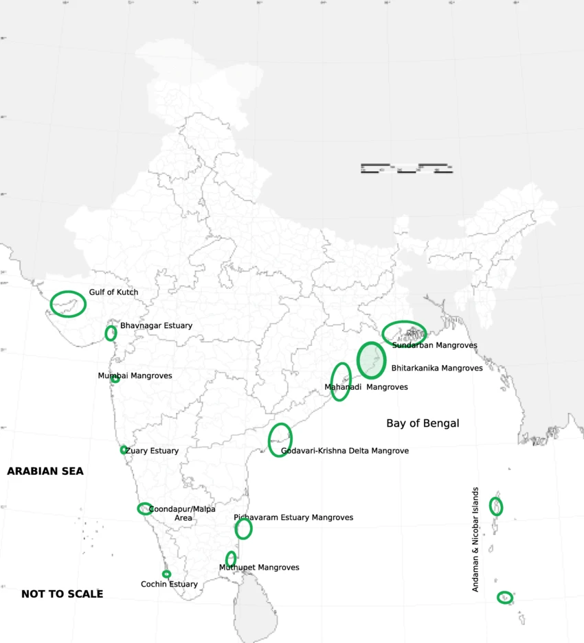 biggest mangrove forest in india
