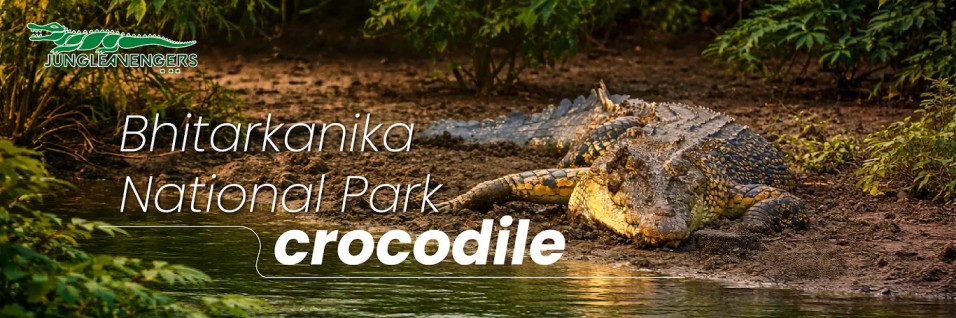 Bhitarkanika National Park Crocodile