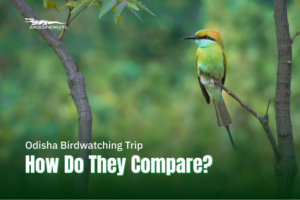 Odisha Birdwatching Trip